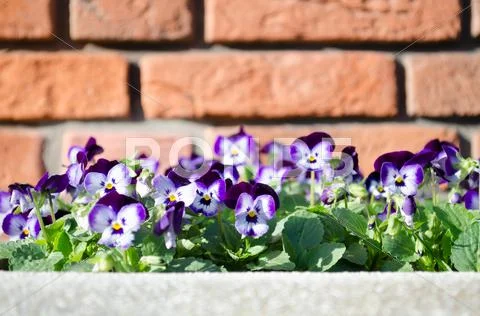 Purple violets on the front wall Stock Photos