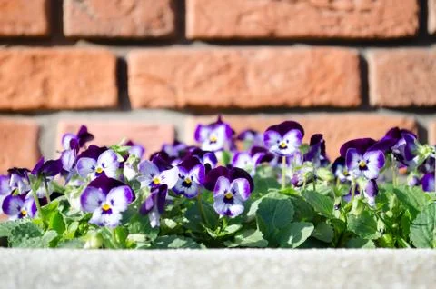 Purple violets on the front wall Stock Photos