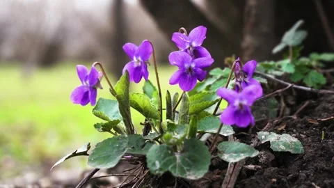 Purple Violets in Lush Greenery Close Up Stock Footage 340538617