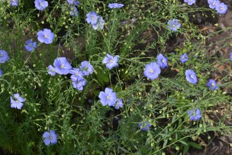 Purple violets Stock Photos