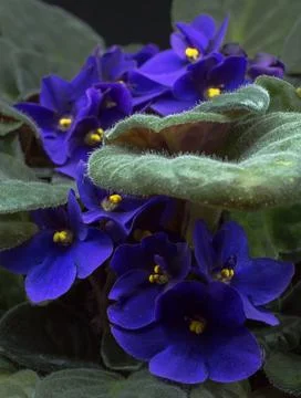 Purple violets Stock Photos
