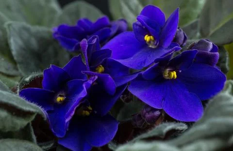 Purple violets Foto stock
