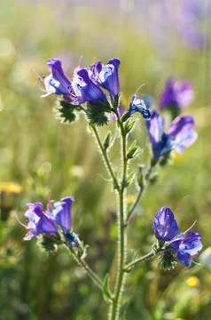 Purple viper's bugloss Stock Photos