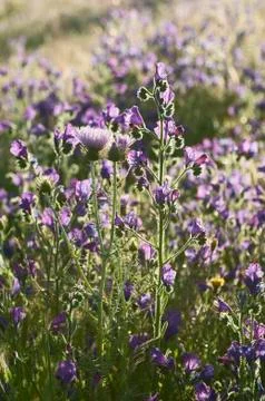 Purple viper's bugloss Stock Photos
