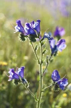 Purple Viper's Bugloss Stock Photos