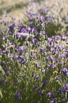 Purple Viper's Bugloss Stock Photos