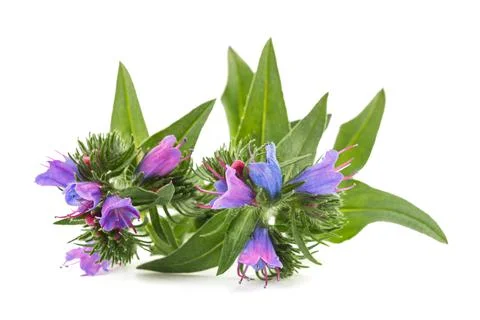 Purple viper's bugloss Stock Photos