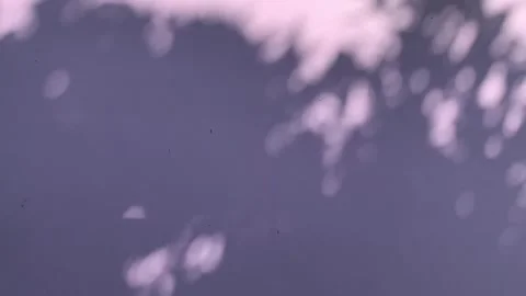 Purple wall background with shadows of trees Stock Footage 276488328