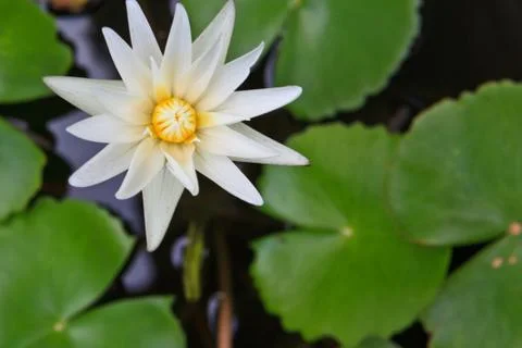 Purple water lilly on water background with leaves and it's bud. Stock Photos
