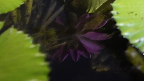 Purple Water Lily Underwater Reflection Nature Photography Stock Photos