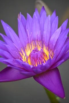 Purple waterlily Stock Photos