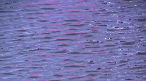 Purple wave background Stock Footage 12687825