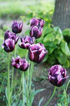 Purple, white, black tulip in the garden, violet flower head Stock Photos