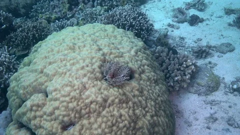 Purple-white feather duster worm (Acromegalomma sp.1) Stock-Footage 89683408