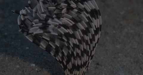 Purple-white feather duster worm (Acromegalomma sp.1) on the sand Video stock 112042020