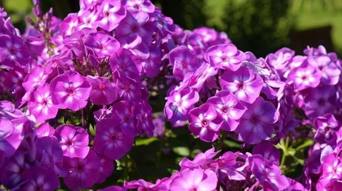 PURPLE WHITE FLOWERS Stock Footage 52607192