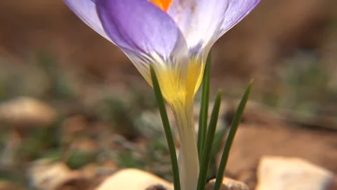 Purple white yellow crocus flower blooms among stones - Spring Bloom and Spring Stock Footage 339562371
