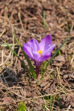 Purple wild crocus is one of the first spring flowers. Photo of a crocus clos Stock Photos