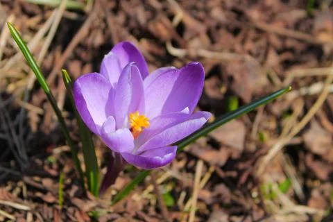 Purple wild crocus is one of the first spring flowers. Photo of a crocus clos Stock Photos