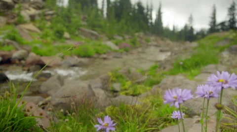 Purple of wild flower Stock Footage 59573939