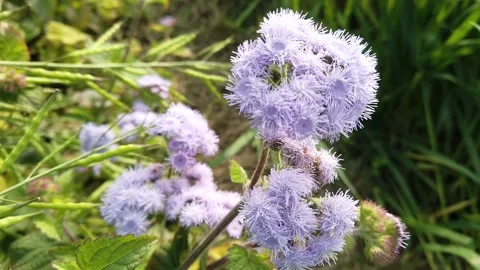 Purple Wild Flower Stock Footage 170112431