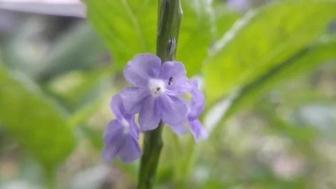 Purple wild flower Stock Footage 221845214