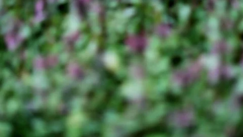 Purple Wild Flowers Stock Footage 99117572
