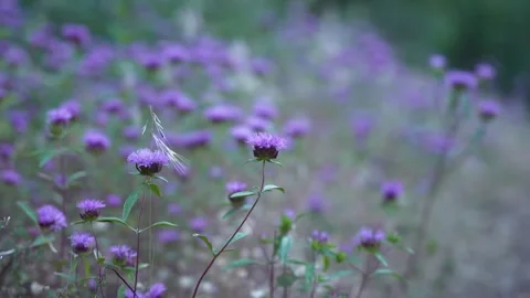 Purple wild flowers Stock Footage 242025142