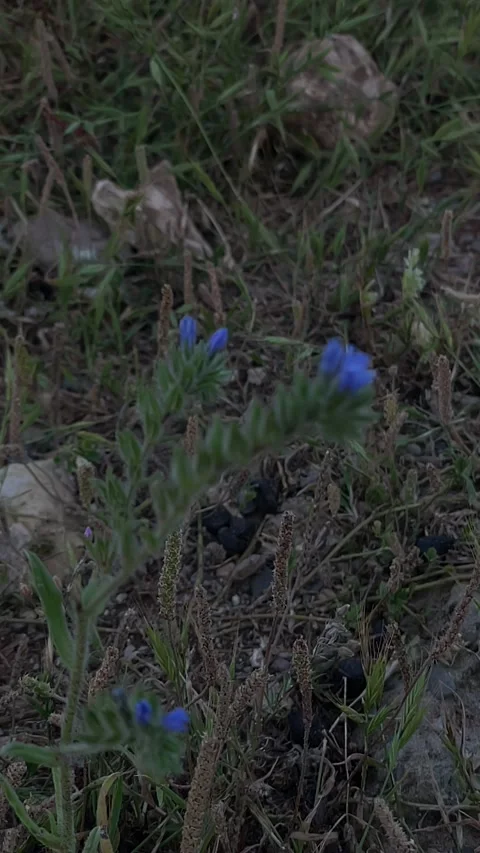 Purple wild flowers Stock Footage 333581680