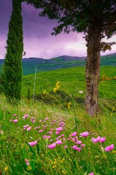 Purple wild flowers with a mountains background Stock Photos