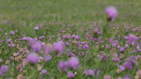 Purple wild flowers wave in wind on the grasslands Stock Footage 40671245