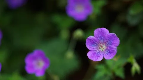 Purple wild geranium Stock Photos