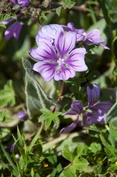 Purple wild geranium Stock Photos