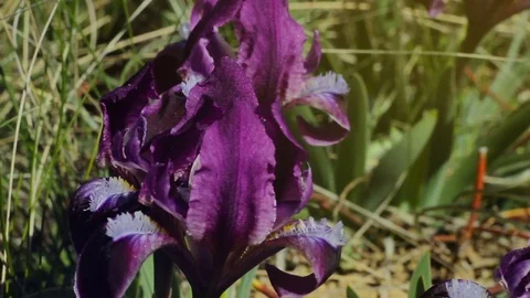 Purple wild irises in the grass Stock Footage 79406206