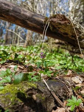 Purple wildflower blooming on the forest floor. Stock-Fotos