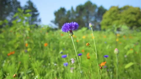 Purple wildflower Stock Footage 160056127