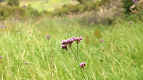 Purple Wildflower Stockbeeldmateriaal 169138161