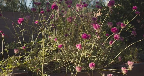 Purple wildflowers in Arizona Stock Footage
