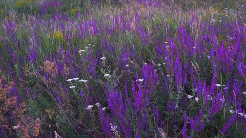 Purple wildflowers in a clearing Video stock 129261335