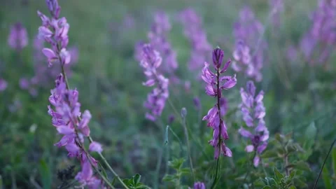 Purple wildflowers close-up. Stock Footage 196920537