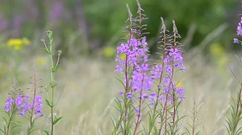 Purple wildflowers Stock Footage 7766207