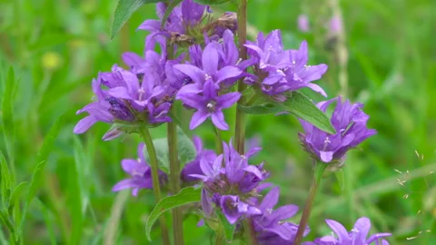 Purple wildflowers Stock Footage 149298221