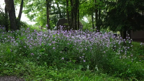 Purple wildflowers Stock Footage 276385454