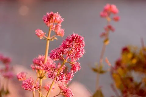 Purple wildflowers Stock Photos