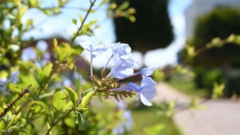 Purple windyflower 動画素材 127646542