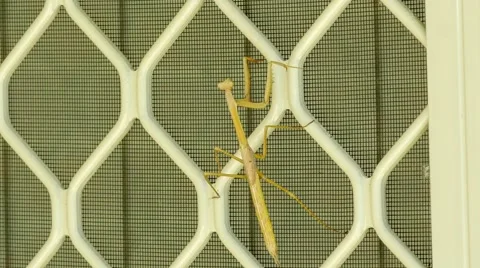 Purple-winged mantis slowly crawling upwards on screen door, 4K 30p Stock Footage 62224574