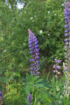 Purple Wolvin in forest Foto stock
