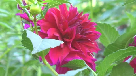Purple zinnia Video stock 12437016