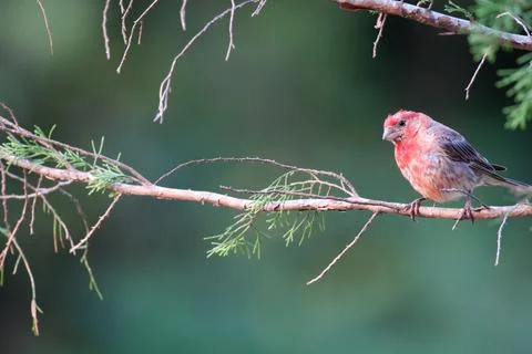 PurpleFinch Stock Photos
