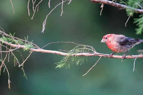 PurpleFinch2 Stock Photos
